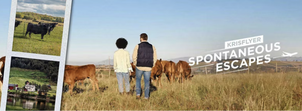 a group of people standing in a field with cows